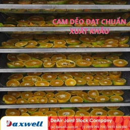 Quy Trình Sấy Cam Dẻo Giữ Trọn Dinh Dưỡng Bằng Máy Sấy Daxwell
