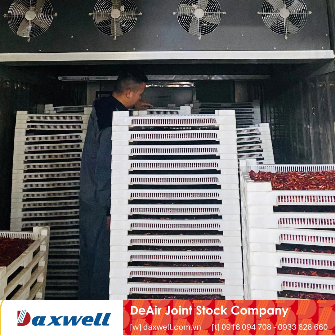 Xếp ớt đều lên khay sấy inox máy sấy Daxwell